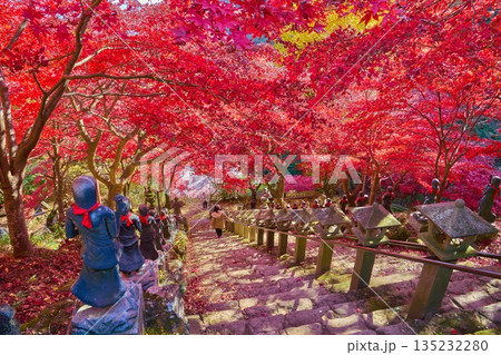 秋の神奈川県伊勢原市の大山寺の石段上から童子像と紅葉を見下ろす 135232280