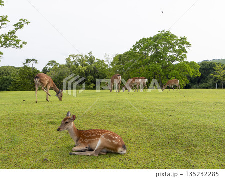 奈良公園飛火野園地の鹿 135232285