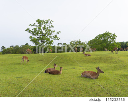 奈良公園飛火野園地の鹿 135232286