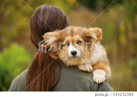 Young woman holding a fluffy Welsh Corgi puppy on her shoulder Young woman holding a fluffy Welsh Corgi puppy on her shoulder 135232305