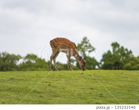 草を食べる奈良公園飛火野園地の鹿 草を食べる奈良公園飛火野園地の鹿 135232540