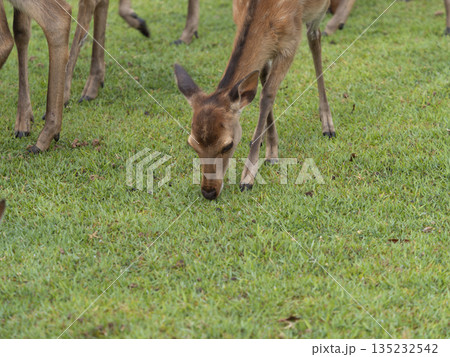 草を食べる奈良公園飛火野園地の鹿 135232542