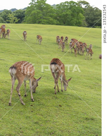草を食べる奈良公園飛火野園地の鹿 草を食べる奈良公園飛火野園地の鹿 135232543