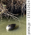 鴨のお昼寝 135232624