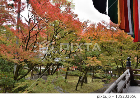 秋の永観堂禅林寺　御影堂から眺めるモミジ(京都市左京区) 135232656