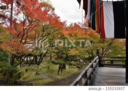 秋の永観堂禅林寺 御影堂から眺めるモミジ(京都市左京区) 秋の永観堂禅林寺 御影堂から眺めるモミジ(京都市左京区) 135232657
