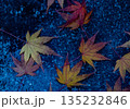 秋：紅葉（もみじ） 135232846
