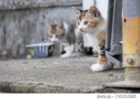 路地で顔を出す三毛の子猫 135232883