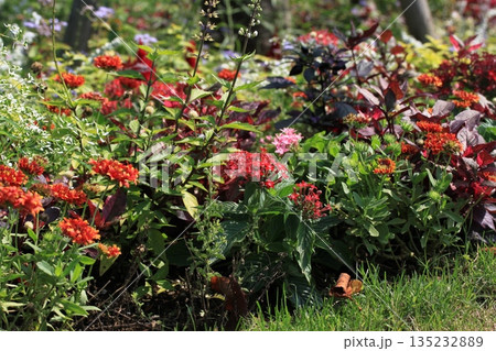 赤いサルビアの花 135232889