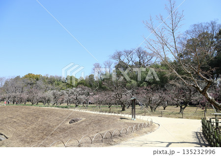 岡山後楽園 梅の季節(岡山県) 岡山後楽園 梅の季節(岡山県) 135232996