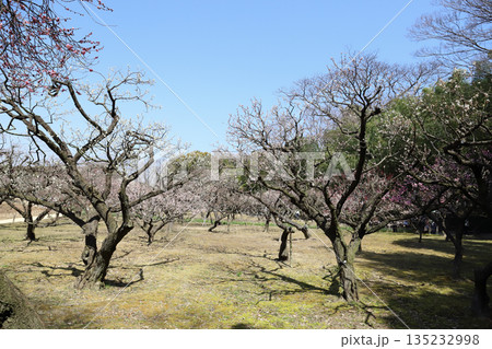 岡山後楽園 梅の季節（岡山県） 135232998