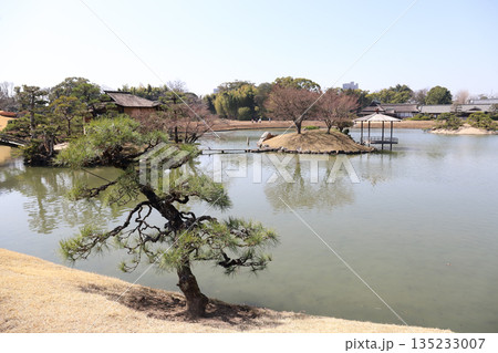 岡山後楽園 梅の季節（岡山県） 135233007