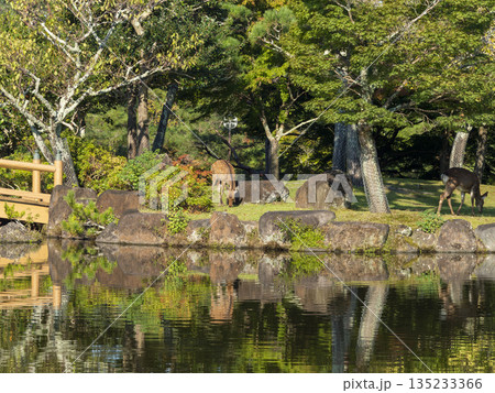 奈良公園 水辺の鹿 奈良公園 水辺の鹿 135233366