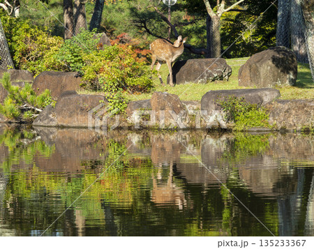 奈良公園 水辺の鹿 奈良公園 水辺の鹿 135233367