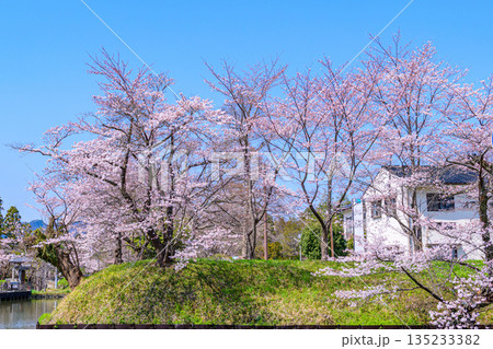 福島 相馬中村城址 外堀の桜 135233382