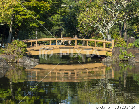 池の橋を渡る奈良公園の鹿 135233414