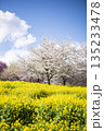 青空に映える満開の桜と菜の花 135233478