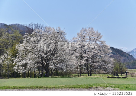 白い色の花咲く辛夷の大木 135233522