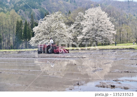 代搔き作業の水田に映り込む辛夷の木 135233523
