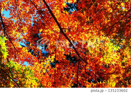 ムーミン谷の秋 135233602