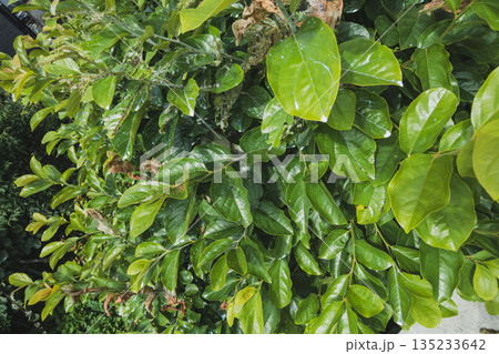 various various 135233642