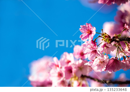 青空の下の河津桜 135233648