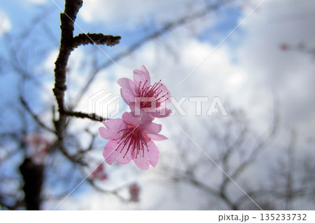 沖縄県の本部町にある八重岳で咲いた寒緋桜(カンヒザクラ)4 135233732