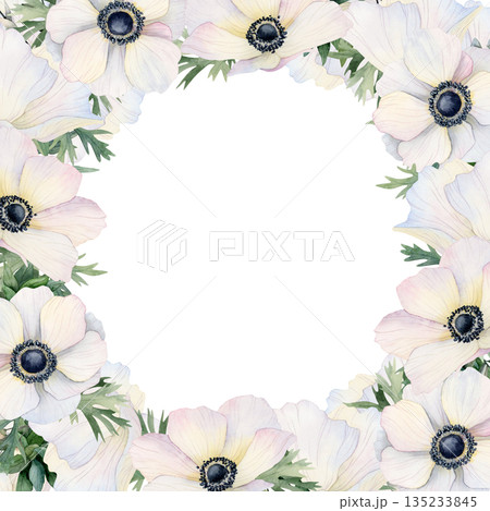 Watercolor white poppies flowers square frame isolated illustration. Wildflowers anemones template with copy space for pastel spring cards, spring wedding invitations or mothers day Watercolor white poppies flowers square frame isolated illustration. Wildflowers anemones template with copy space for pastel spring cards, spring wedding invitations or mothers day 135233845
