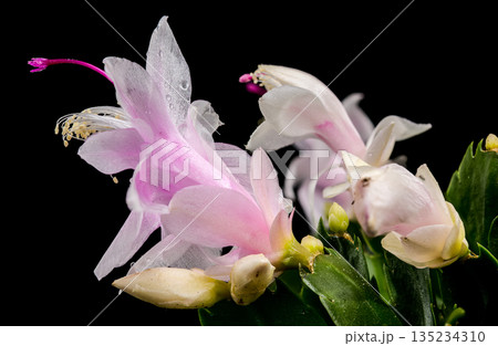White Christmas Cactus Flowers With Pink Centers On Black Background White Christmas Cactus Flowers With Pink Centers On Black Background 135234310