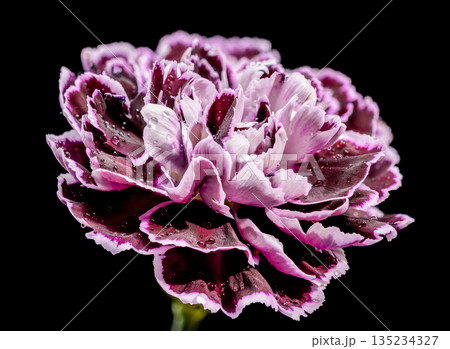 Purple Carnation Flower With Water Drops On Black Background 135234327