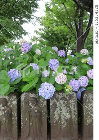 梅雨の雨に濡れる紫陽花と六地蔵 梅雨の雨に濡れる紫陽花と六地蔵 135234328