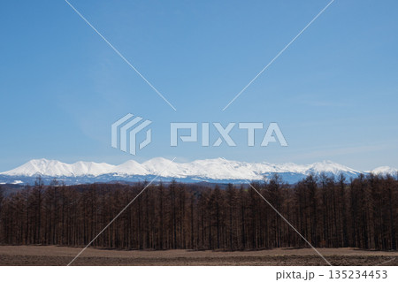 春の晴れた日のカラマツ林と雪の連山　十勝岳連峰 135234453