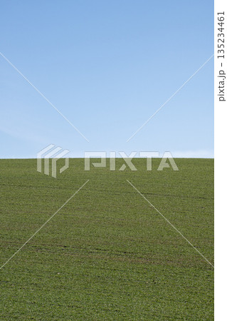 春の緑のムギ畑と青空　 135234461