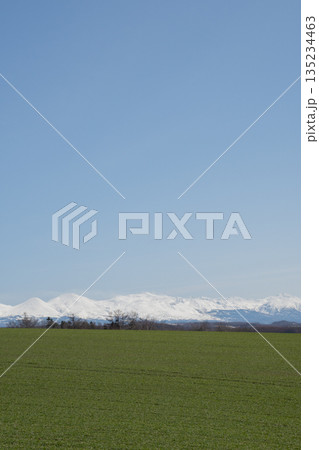春の晴れた日の緑のムギ畑と雪山の連山　十勝岳連峰 135234463