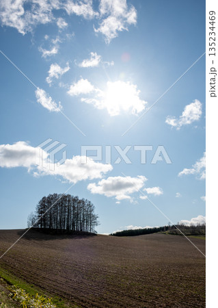 青空と春の丘の上のカラマツ林 135234469