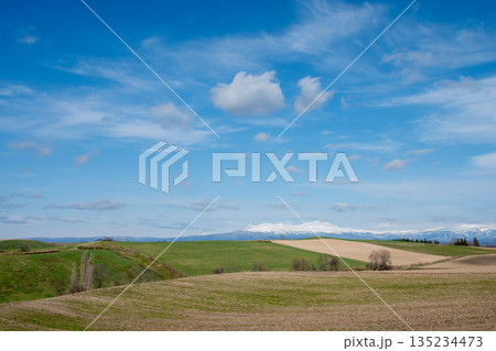 春の畑作地帯と雪山 大雪山 春の畑作地帯と雪山 大雪山 135234473