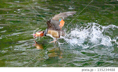 オシドリの飛翔 オシドリの飛翔 135234488