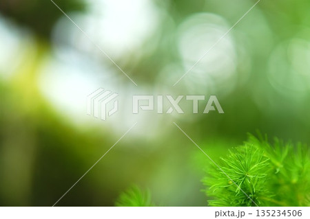 やわらかな黄緑色の自然背景 やわらかな黄緑色の自然背景 135234506