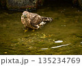 オオタカ　ヒナ　水浴び 135234769