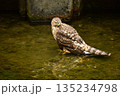 オオタカ　ヒナ　水浴び 135234798