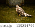 オオタカ　ヒナ　水浴び 135234799