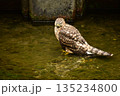 オオタカ　ヒナ　水浴び 135234800