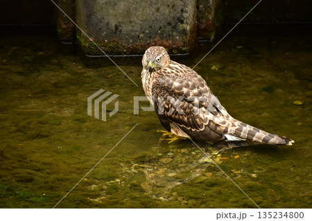 オオタカ　ヒナ　水浴び 135234800