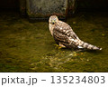 オオタカ　ヒナ　水浴び 135234803