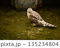 オオタカ　ヒナ　水浴び 135234804