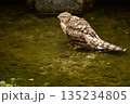 オオタカ　ヒナ　水浴び 135234805
