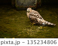 オオタカ　ヒナ　水浴び 135234806