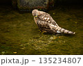 オオタカ　ヒナ　水浴び 135234807
