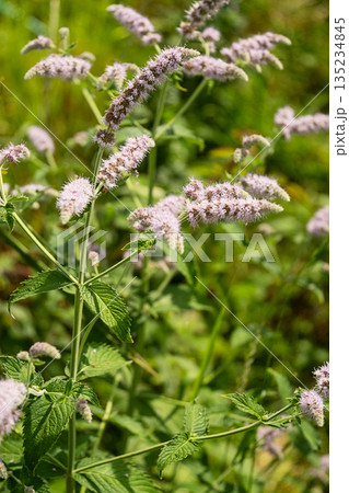 Purple wild peppermint flowers and green leaves in natural garden. 135234845