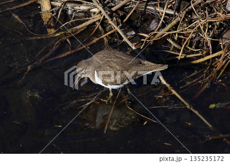 いそしぎ 135235172